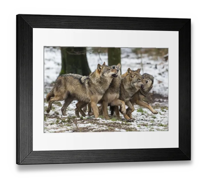 Framed Print : Gray wolf (Canis lupus), pack, winter Framed Print : Gray wolf (Canis lupus), pack, winter