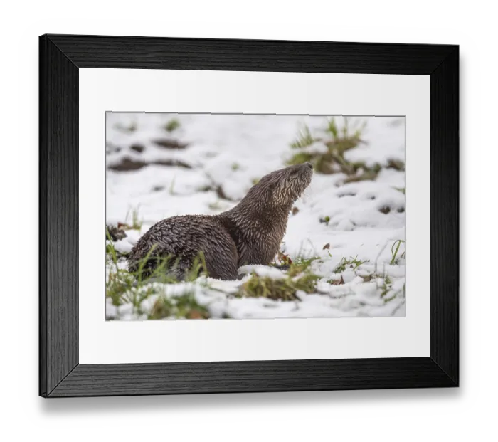 Framed Print : European otter (Lutra lutra) in the snow
