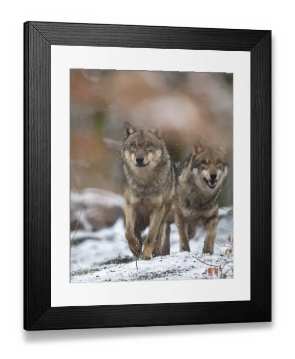 Framed Print : Gray wolf (Canis lupus), Winter