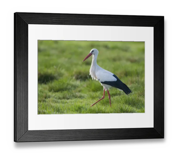 Framed Print : White stork (Ciconia ciconia) striding in a wet meadow