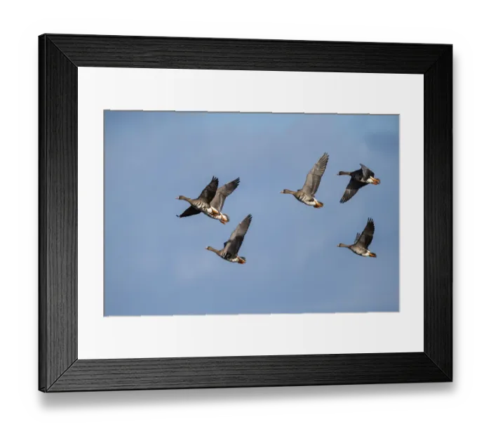Framed Print : Flying greater white-fronted geese (Anser albifrons) Framed Print : Flying greater white-fronted geese (Anser albifrons)
