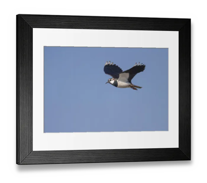 Framed Print : Northern lapwing (vanellus vanellus) Framed Print : Northern lapwing (vanellus vanellus)