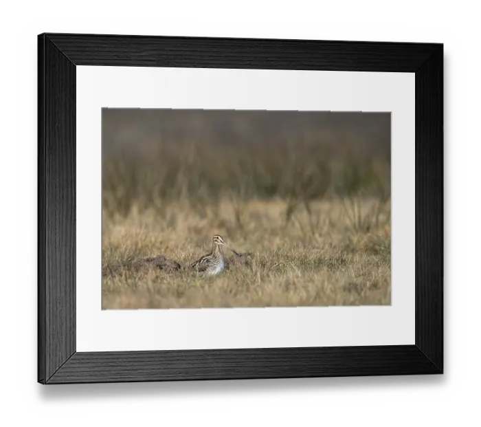 Framed Print : Common Snipe (Gallinago gallinago) in a wet meadow Framed Print : Common Snipe (Gallinago gallinago) in a wet meadow