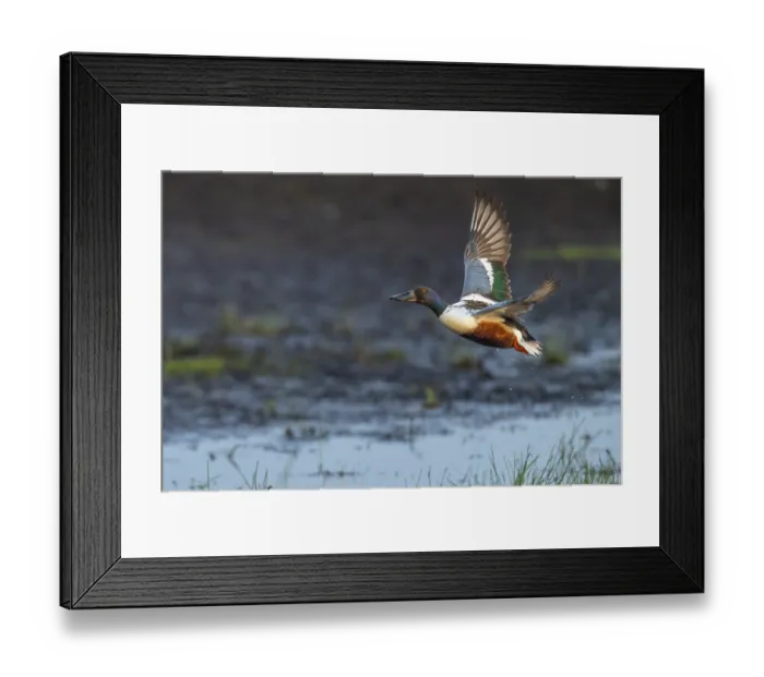 Framed Print : Northern shoveler (Spatula clypeata) (Syn) Framed Print : Northern shoveler (Spatula clypeata) (Syn)
