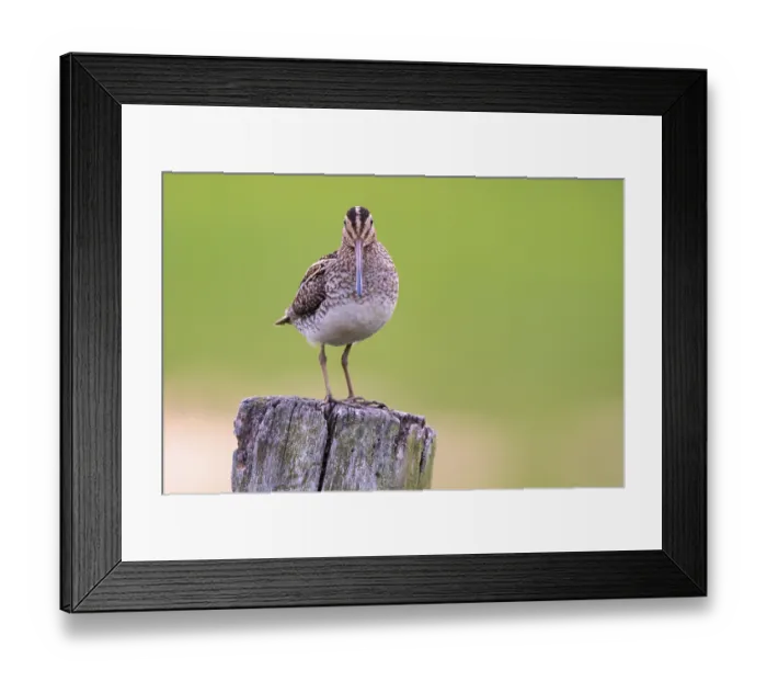 Framed Print : Common Snipe (Gallinago gallinago)