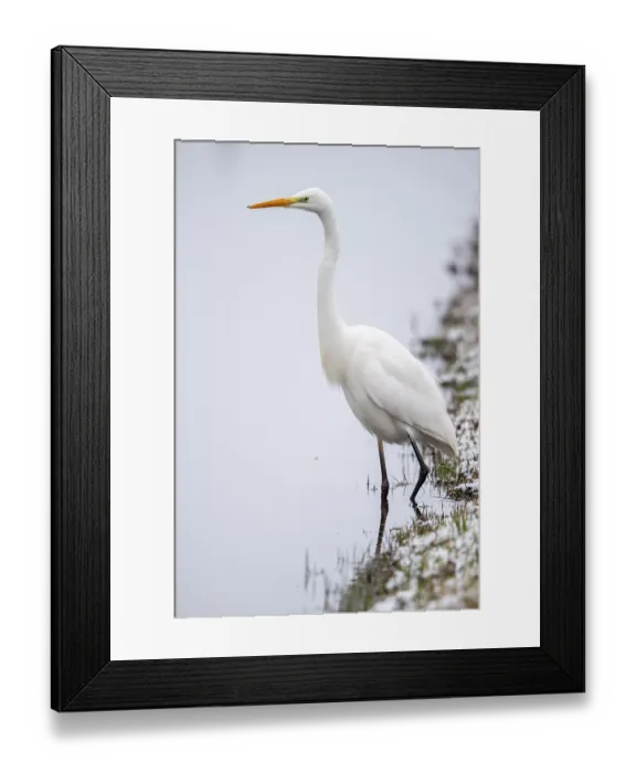 Framed Print : Great egret (Ardea alba) fishing at a water body