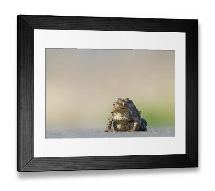 Framed Print : Female common toad (Bufo bufo) carrying male to spawning water