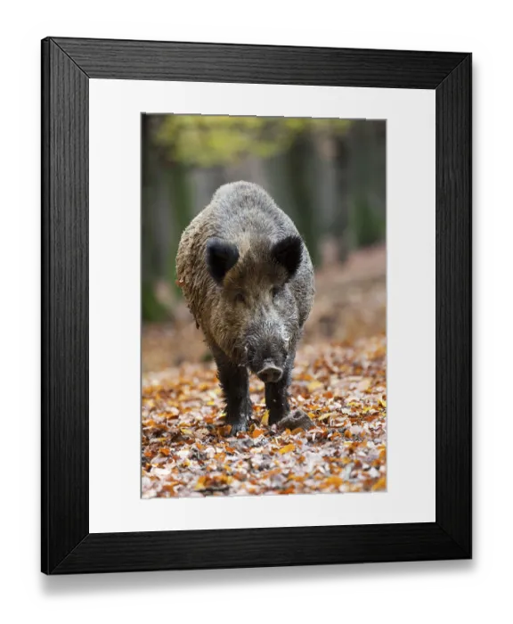 Framed Print : Wild Boar (Sus scrofa), tusker