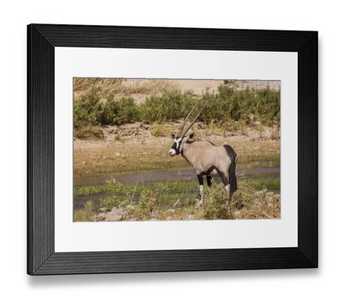 Framed Print : Gemsbok (Oryx gazella), Kaokoland, Namibia, Africa
