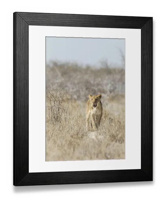 Framed Print : Lion (Panthera leo), male, Etosha National Park