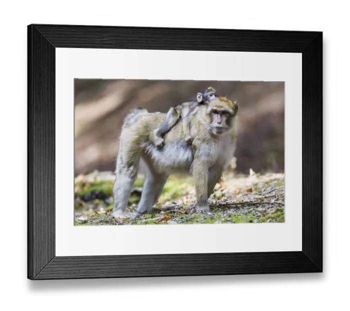 Framed Print : Barbary Macaque (Macaca sylvanus) adult female with young