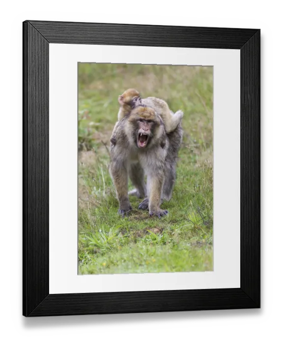 Framed Print : Barbary Macaque (Macaca sylvanus)