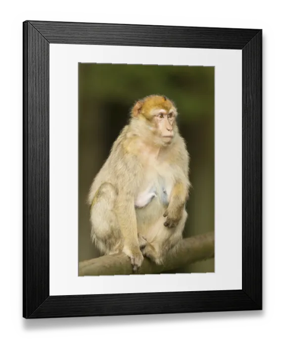 Framed Print : Barbary Macaque (Macaca sylvanus), adult, captive
