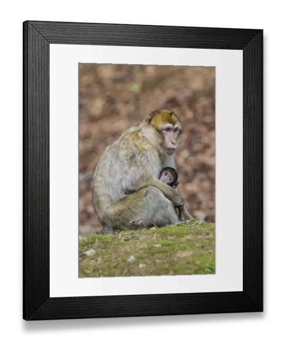 Framed Print : Barbary Macaque (Macaca sylvanus)