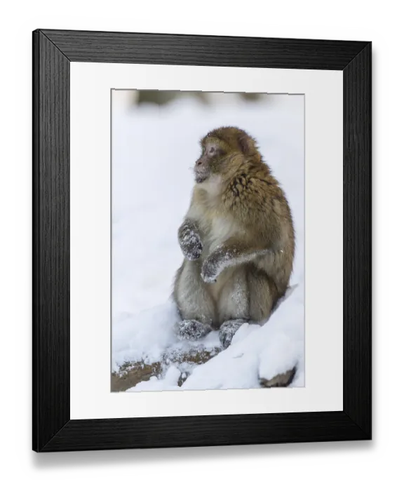 Framed Print : Barbary Macaque (Macaca sylvanus) Framed Print : Barbary Macaque (Macaca sylvanus)