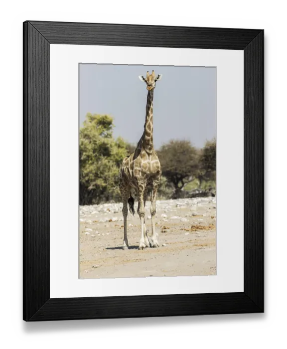 Framed Print : Giraffe (Giraffa camelopardalis) Framed Print : Giraffe (Giraffa camelopardalis)