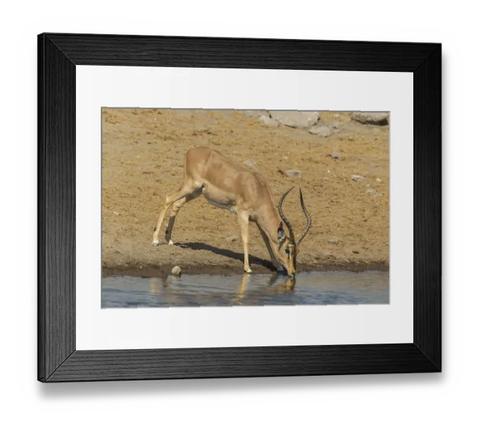 Framed Print : Black-faced Impala (Aepyceros melampus petersi)