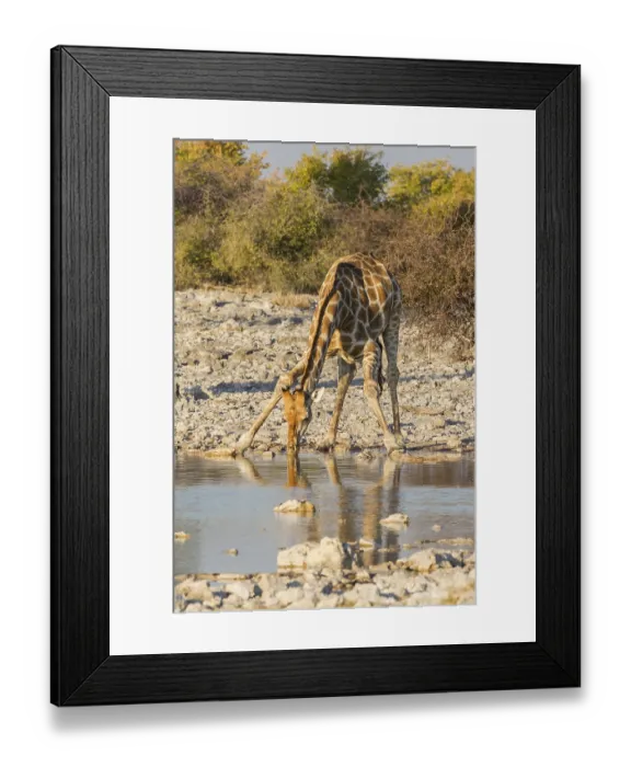 Framed Print : Giraffe (Giraffa camelopardalis) drinking at a waterhole