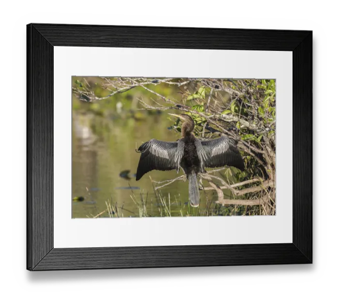 Framed Print : Anhinga or American darter (Anhinga anhinga) drying its wings in the sun