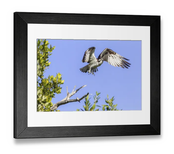Framed Print : Osprey (Pandion haliaetus carolinensis) in flight