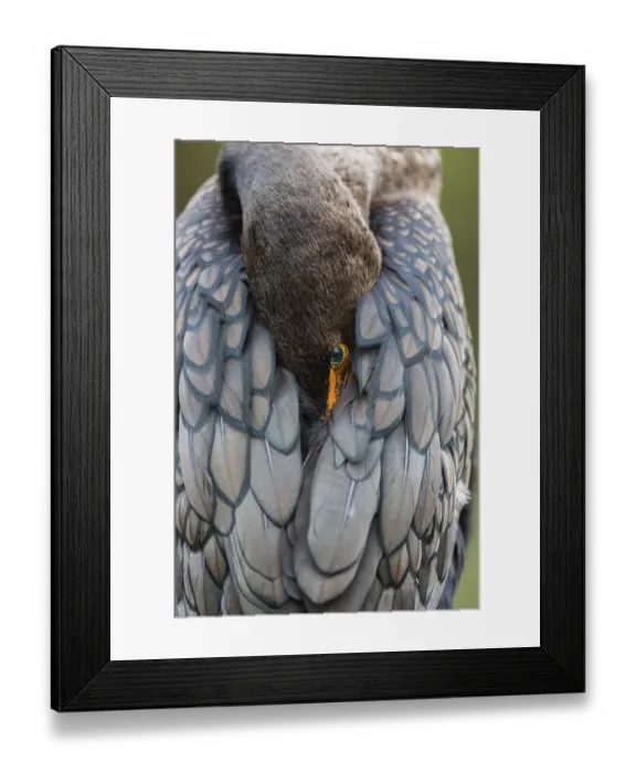Framed Print : Double-crested Cormorant (Phalacrocorax auritus) with head in feathers