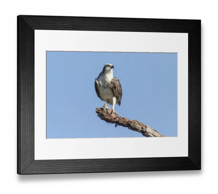 Framed Print : Osprey (Pandion haliaetus carolinensis)