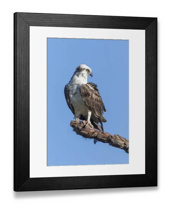 Framed Print : Osprey (Pandion haliaetus carolinensis) Framed Print : Osprey (Pandion haliaetus carolinensis)