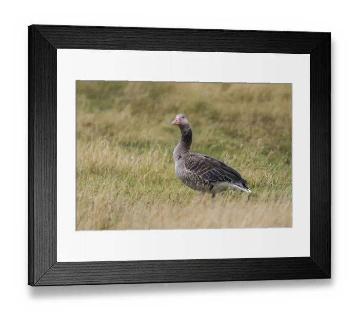 Framed Print : Greylag Goose (Anser anser) in the grass Framed Print : Greylag Goose (Anser anser) in the grass