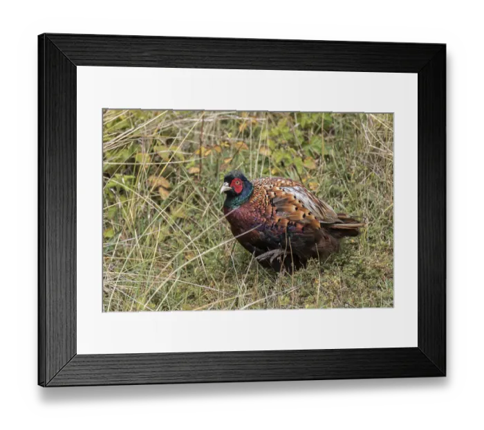 Framed Print : Pheasant (Phasianus colchicus) male in the tall grass