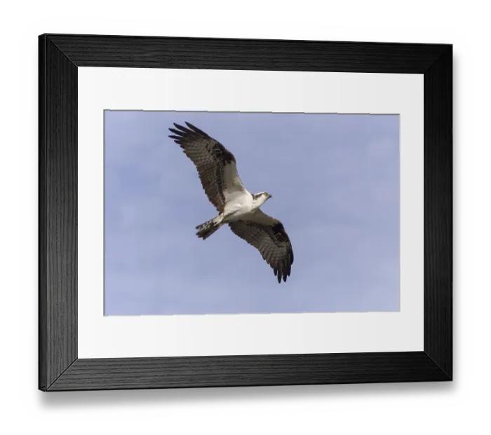 Framed Print : Osprey (Pandion haliaetus carolinensis) in flight Framed Print : Osprey (Pandion haliaetus carolinensis) in flight