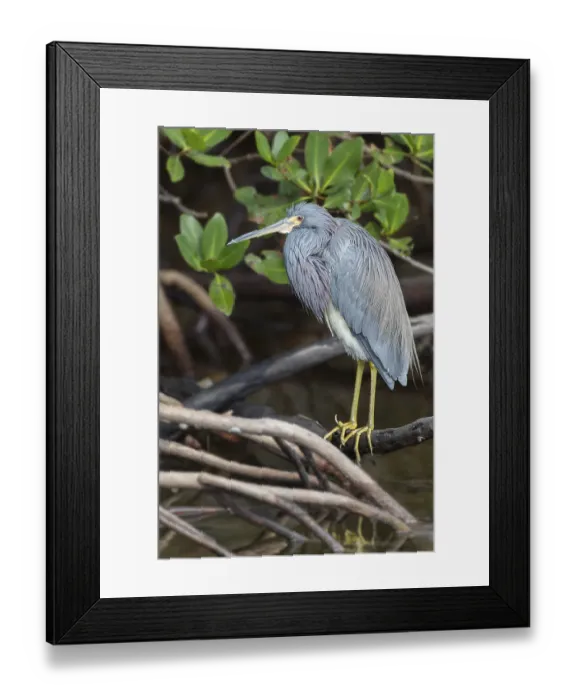 Framed Print : Tricolored heron (Egretta tricolor) by the water Framed Print : Tricolored heron (Egretta tricolor) by the water