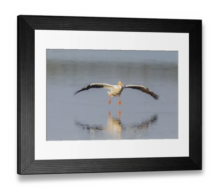Framed Print : American white pelican (Pelecanus erythrorhynchos) in flight over water Framed Print : American white pelican (Pelecanus erythrorhynchos) in flight over water