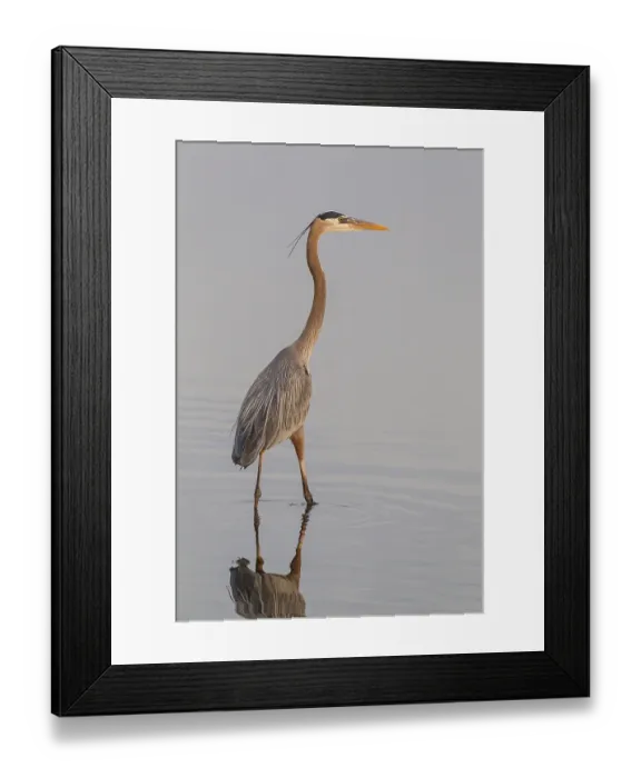 Framed Print : Grey heron (Ardea cinerea) standing in water