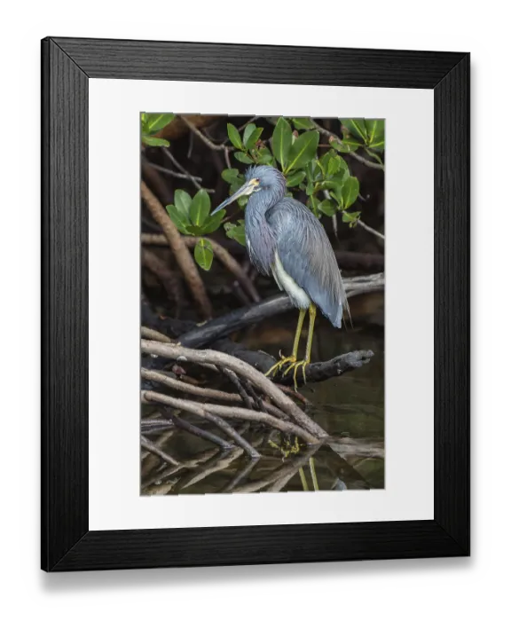 Framed Print : Tricolored Heron (Egretta tricolor), J