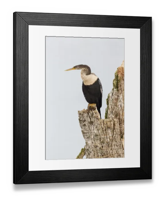 Framed Print : Anhinga (Anhinga anhinga), Florida Framed Print : Anhinga (Anhinga anhinga), Florida
