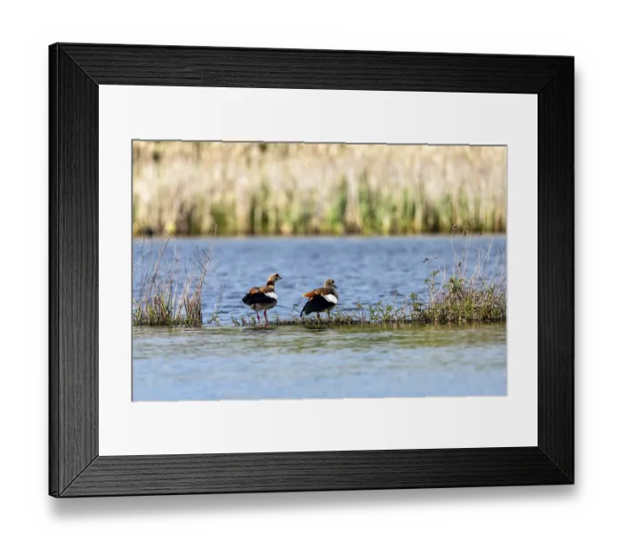 Framed Print : Egyptian goose (Alopochen aegyptiaca)