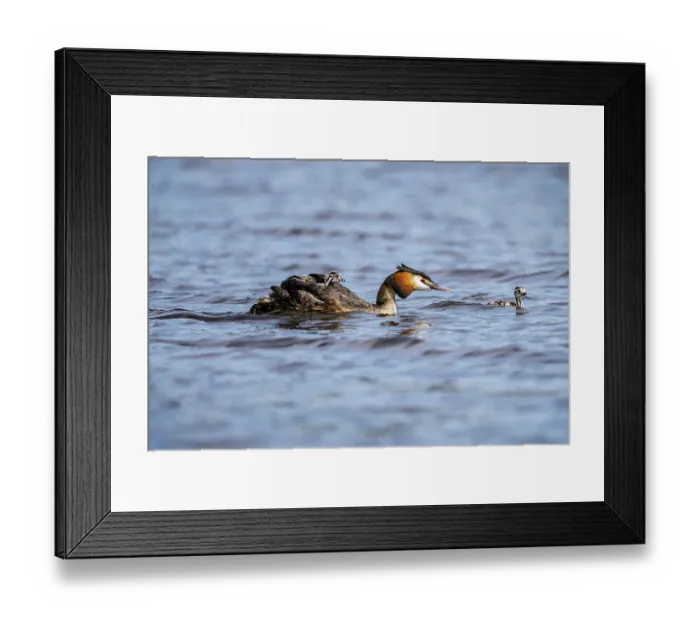 Framed Print : Great Crested Grebe (Podiceps scalloped ribbonfish)