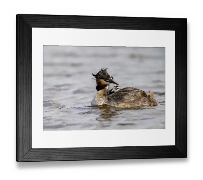 Framed Print : Great Crested Grebe (Podiceps scalloped ribbonfish) Framed Print : Great Crested Grebe (Podiceps scalloped ribbonfish)