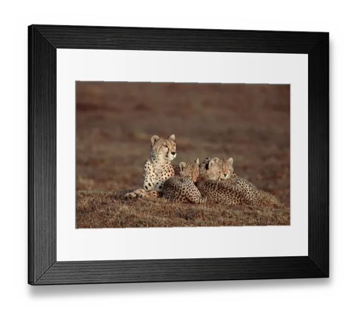 Framed Print : Cheetas, female with cubs, Massai Mara Game Reserve Framed Print : Cheetas, female with cubs, Massai Mara Game Reserve