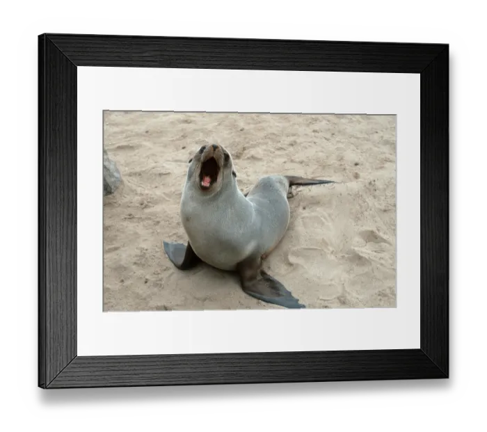 Framed Print : South African Fur Seal, yawning Framed Print : South African Fur Seal, yawning