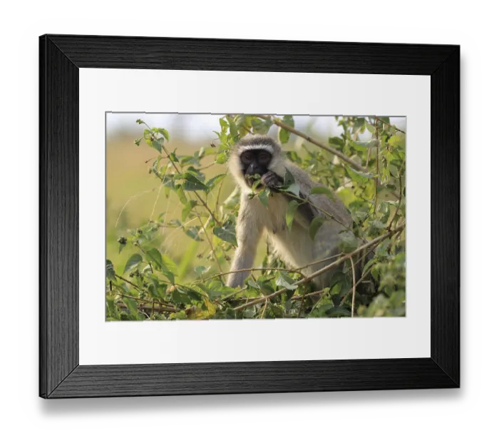 Framed Print : Vervet Monkey (Chlorocebus pygerythrus) Framed Print : Vervet Monkey (Chlorocebus pygerythrus)