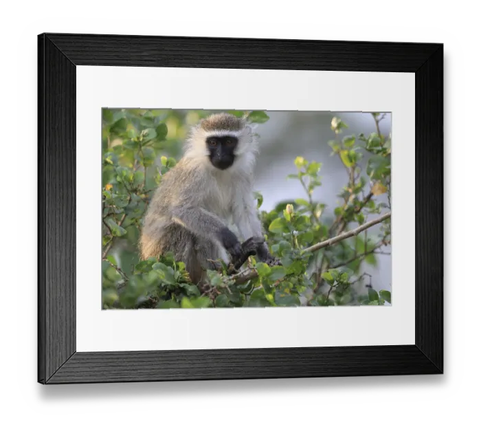 Framed Print : Vervet Monkey (Chlorocebus pygerythrus) Framed Print : Vervet Monkey (Chlorocebus pygerythrus)