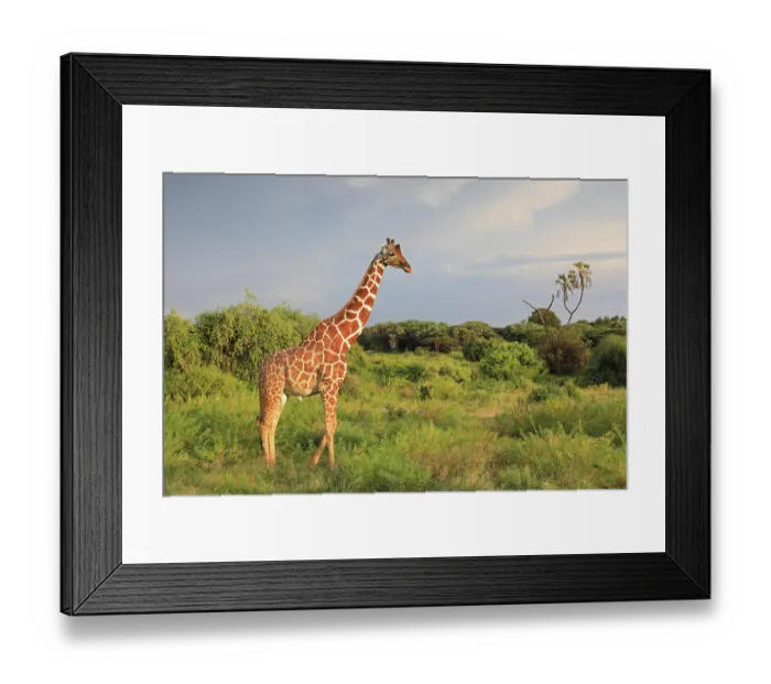 Framed Print : Reticulated giraffe (Giraffa reticulata) Framed Print : Reticulated giraffe (Giraffa reticulata)