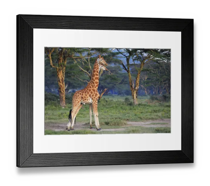 Framed Print : Rothschild's Giraffes (Giraffa camelopardalis rothschildi)