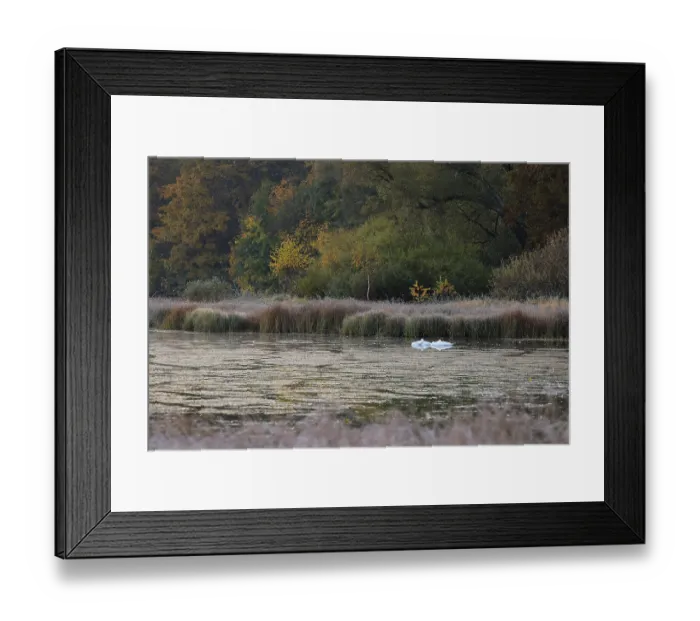 Framed Print : Swans on the Unterhoelzer Weiher