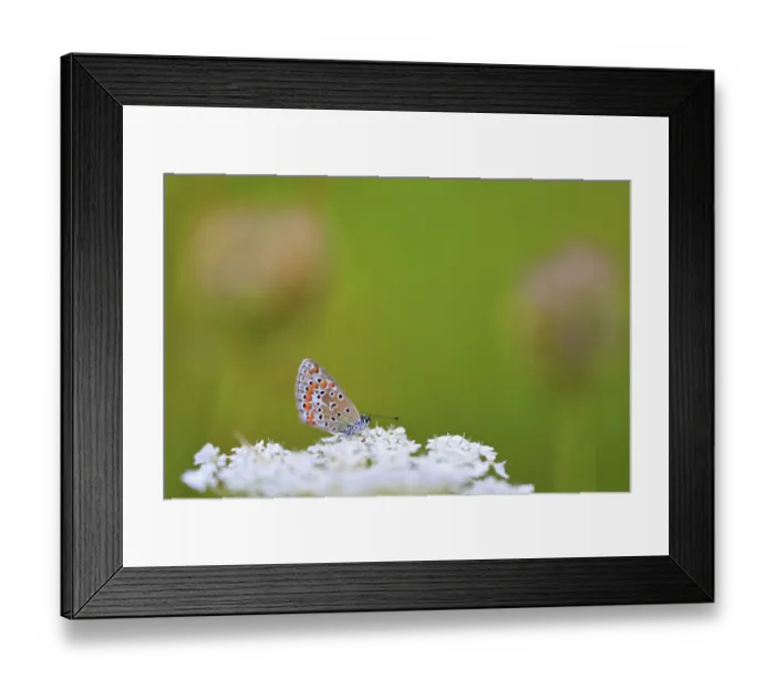 Framed Print : Gossamer winged butterfly (Lycaenidae)