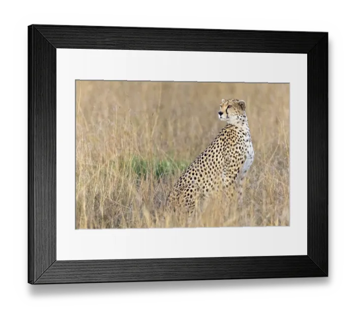 Framed Print : Cheetah (Acinonyx jubatus), sitting in withered grass Framed Print : Cheetah (Acinonyx jubatus), sitting in withered grass