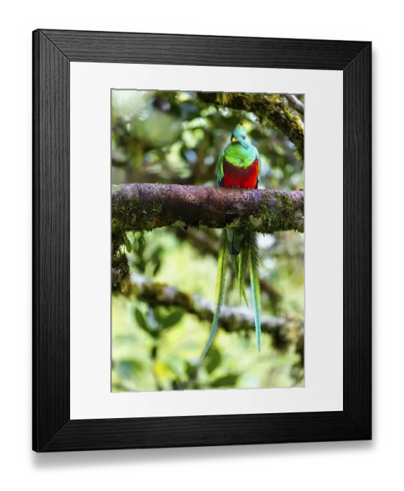 Framed Print : Quetzal (Pharomachrus mocinno)