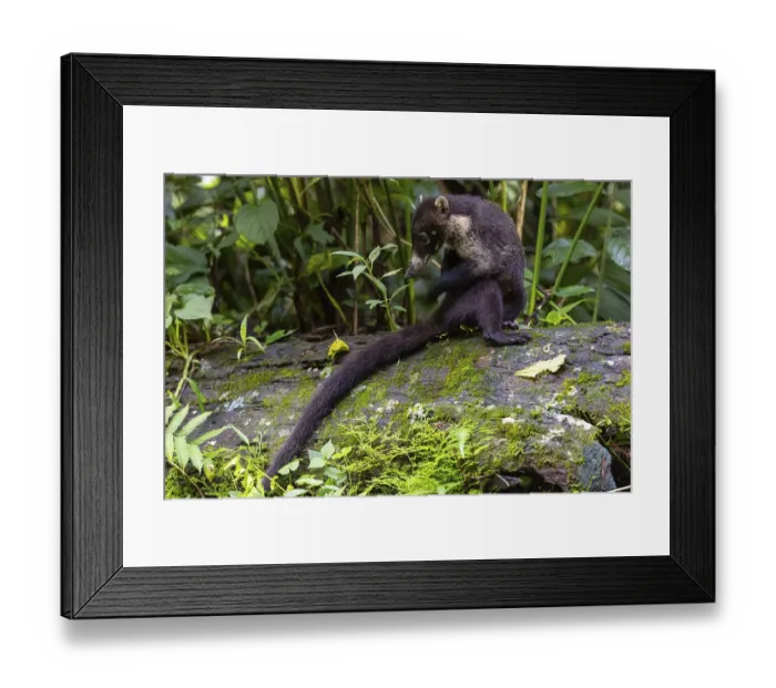 Framed Print : Coati (Nasua narica) scratching itself