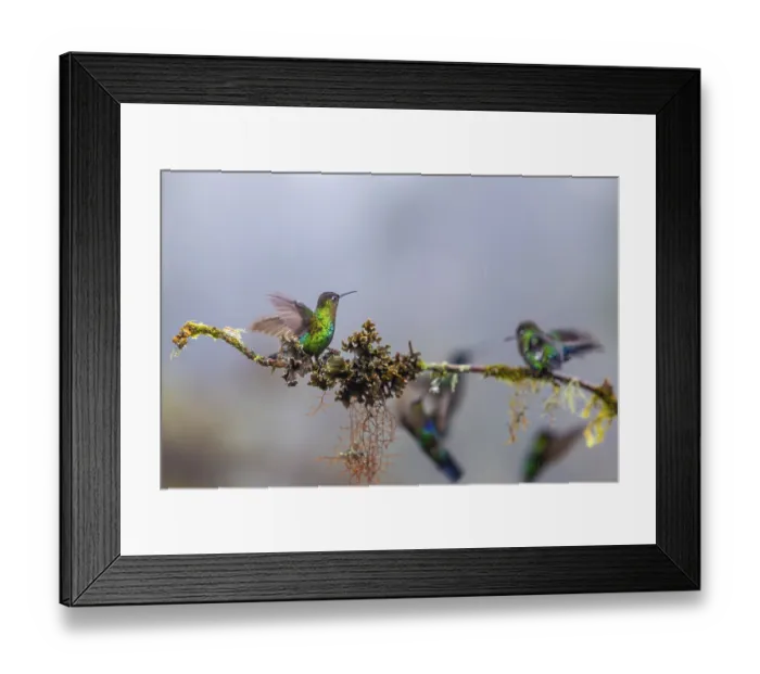 Framed Print : Fire-throated Hummingbird (Panterpe insignis)